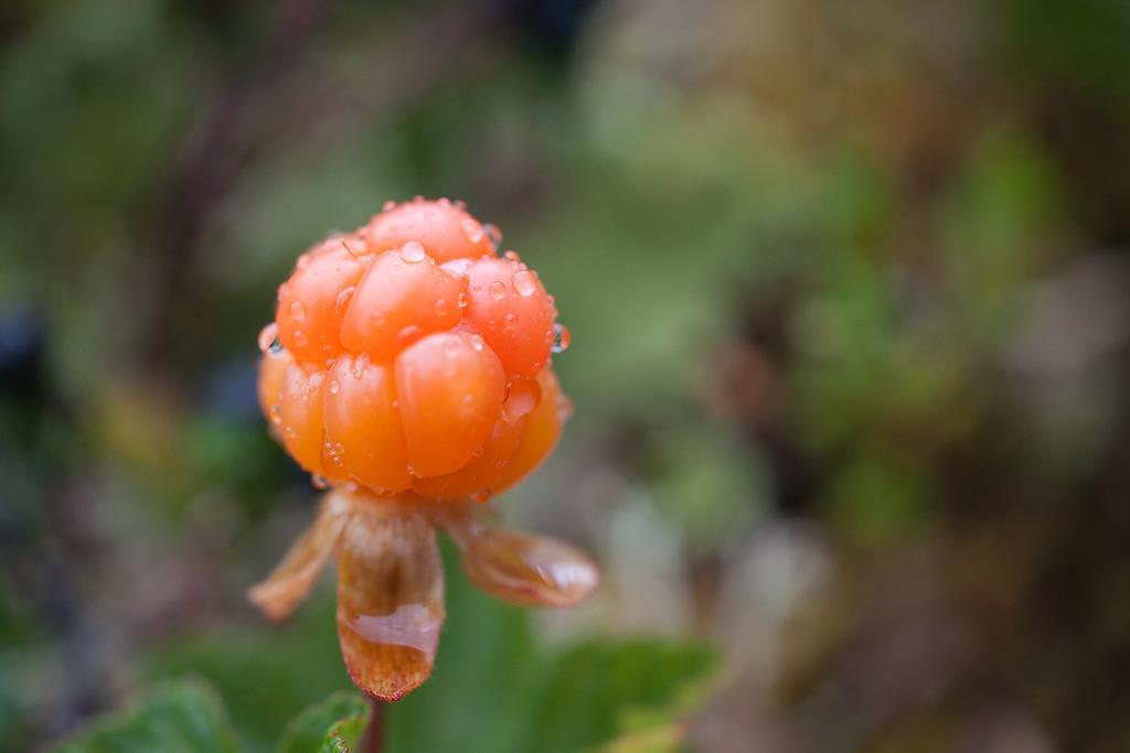 فندق Saxnaesgarden المظهر الخارجي الصورة